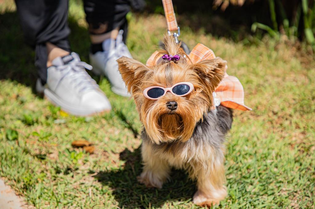 Cãominhada em Barueri neste sábado (25) com passeio, concurso e feira de adoção